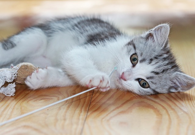 小猫不停挠门是什么意思？？